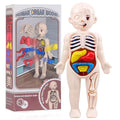 3D Human Body Anatomy Puzzle Kit