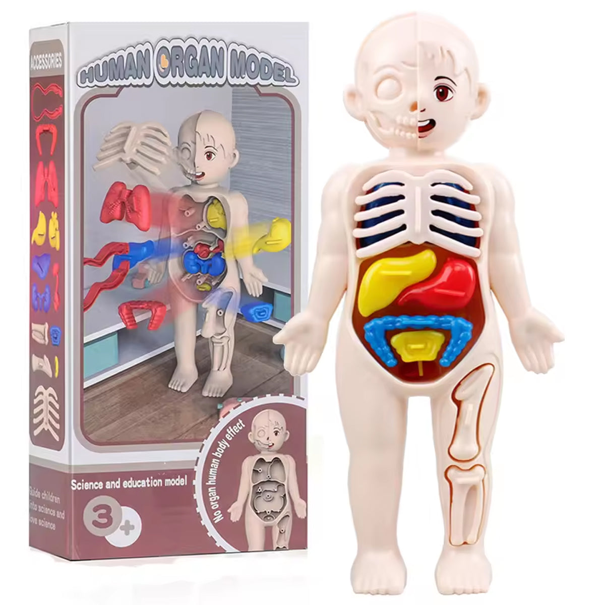 3D Human Body Anatomy Puzzle Kit