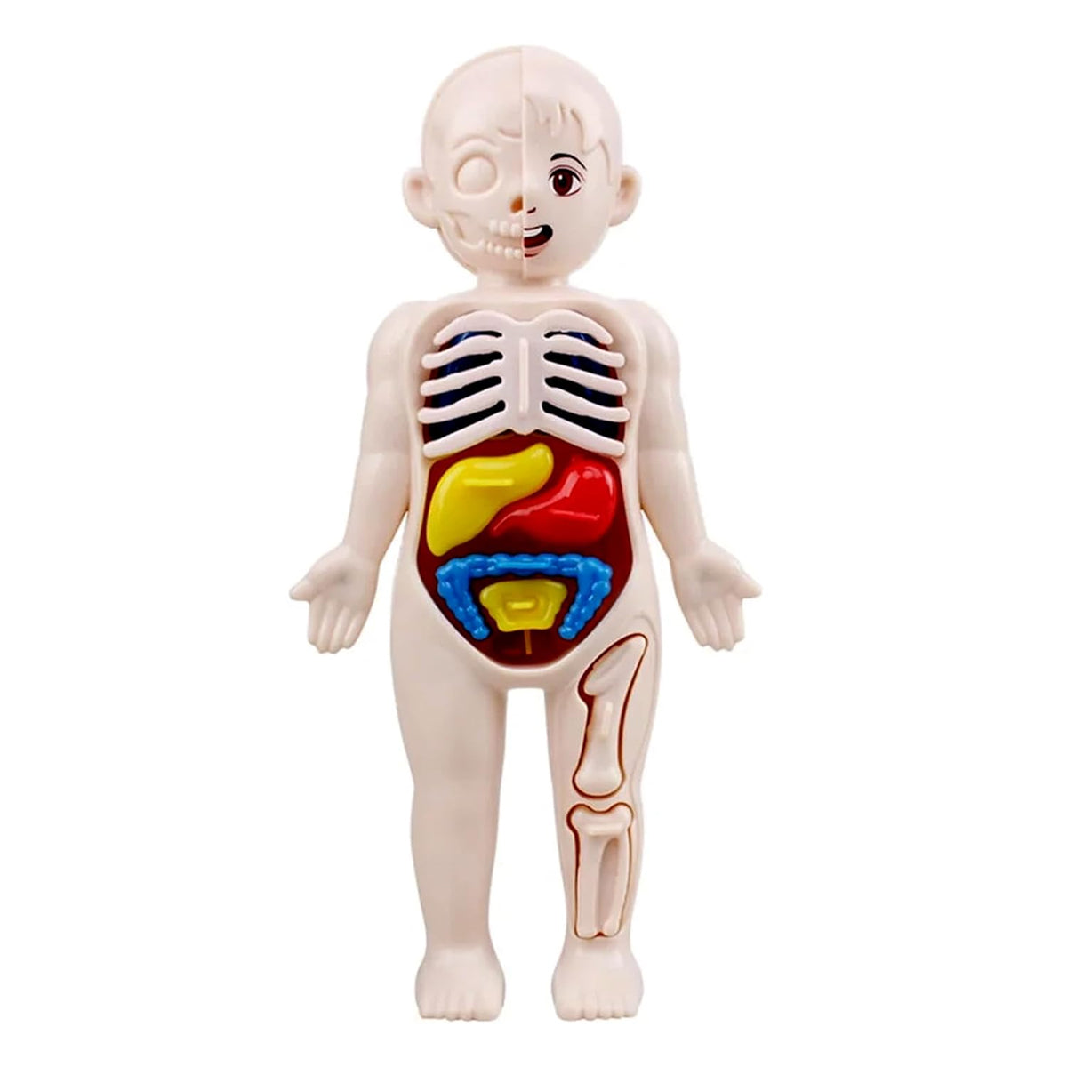 3D Human Body Anatomy Puzzle Kit