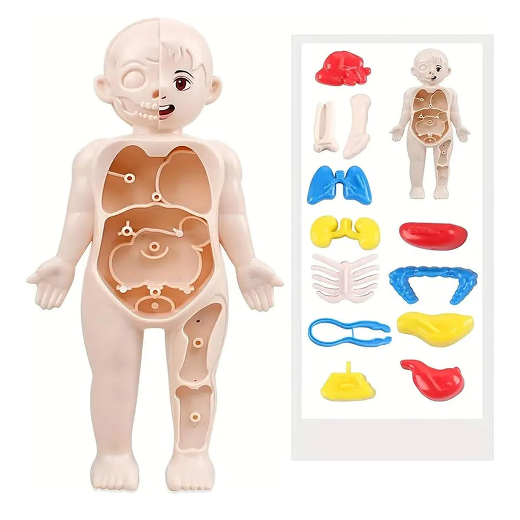 3D Human Body Anatomy Puzzle Kit