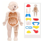 3D Human Body Anatomy Puzzle Kit