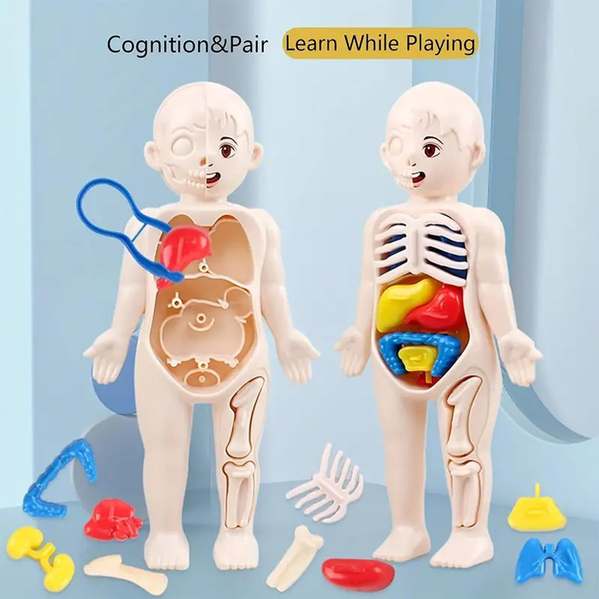 3D Human Body Anatomy Puzzle Kit