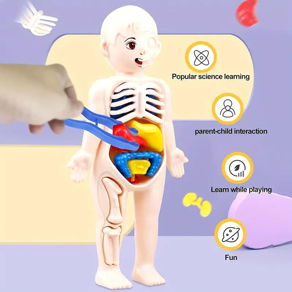 3D Human Body Anatomy Puzzle Kit