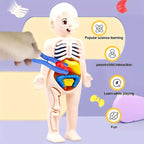 3D Human Body Anatomy Puzzle Kit