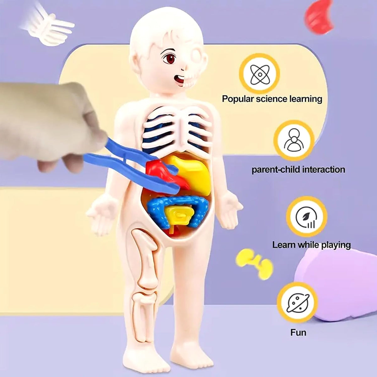 3D Human Body Anatomy Puzzle Kit