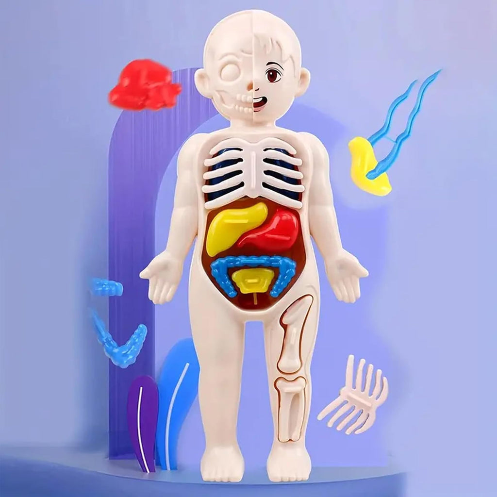 3D Human Body Anatomy Puzzle Kit