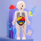 3D Human Body Anatomy Puzzle Kit