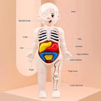 3D Human Body Anatomy Puzzle Kit