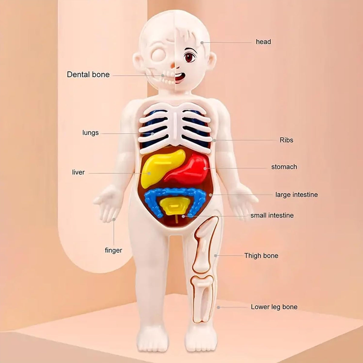 3D Human Body Anatomy Puzzle Kit