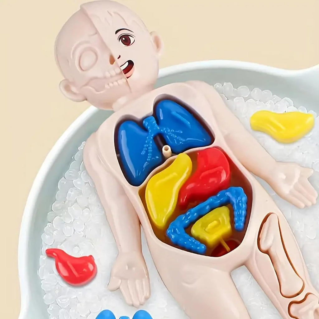 3D Human Body Anatomy Puzzle Kit